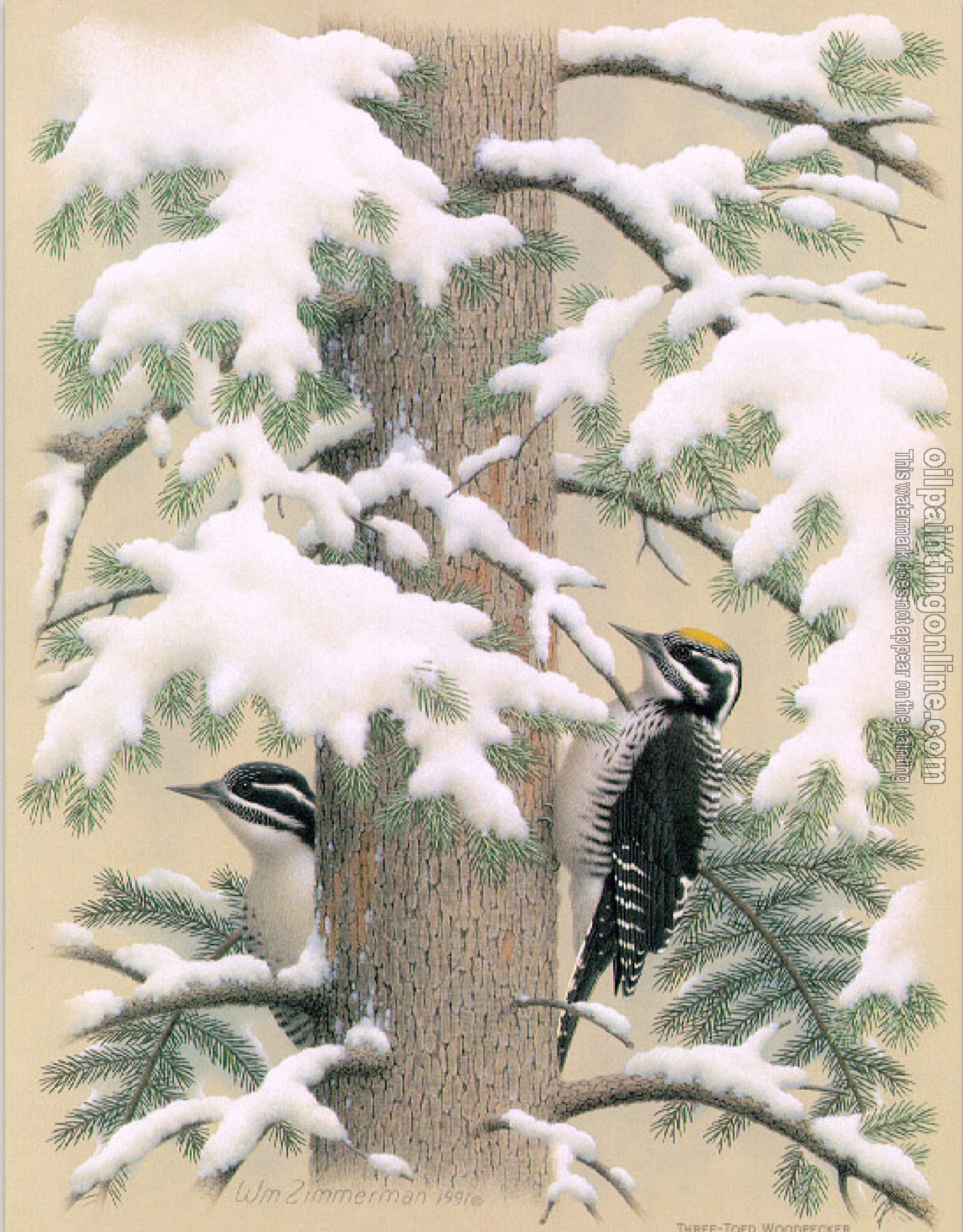 William Zimmerman - Three-toed Woodpecker